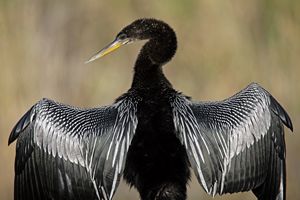 Florida Wildlife